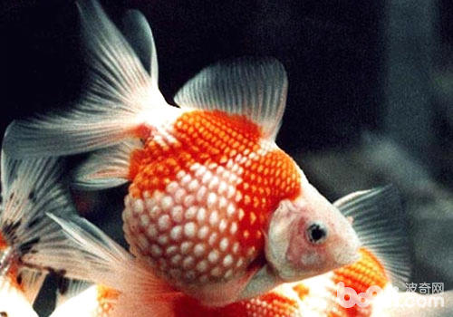 文种金鱼饲养方法|水族品种-波奇网百科大全