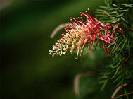 紅花銀樺的栽培要點