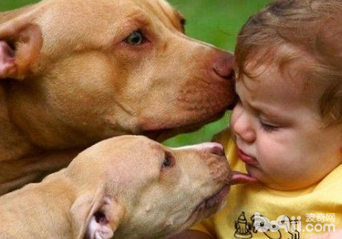 狗狗爲什麼喜歡舔人臉