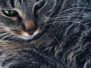 貓咪焦慮抑郁癥的管理與保健