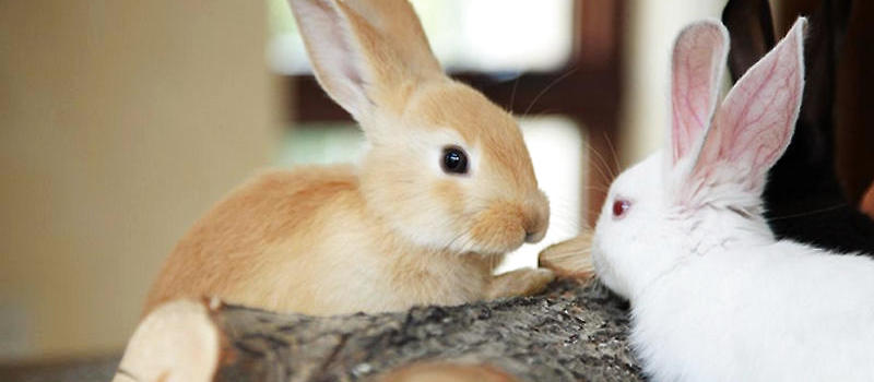怎么抱兔子|小宠养护-波奇网百科大全