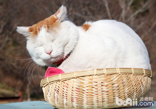 悲傷的故事:貓咪為什么吃多長不胖?