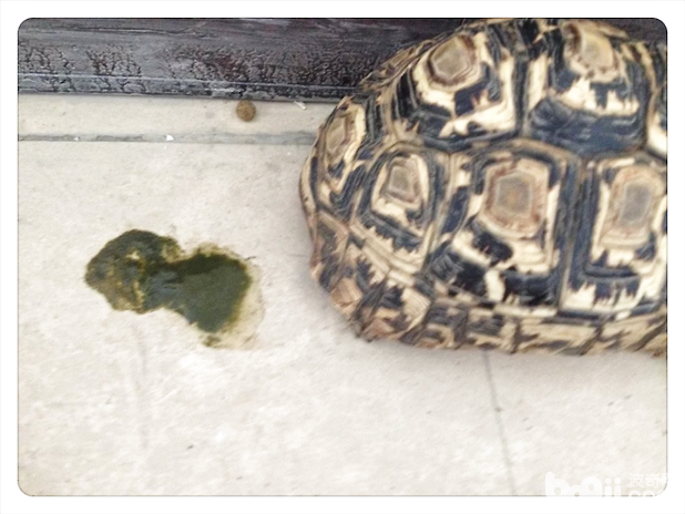龟龟大便不成形都是肠胃炎吗?