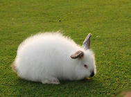 怎么讓兔子多長毛