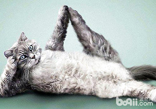 瑜伽：猫咪健身新方法