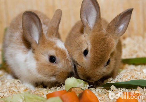 兔常见流行性疾病有哪些