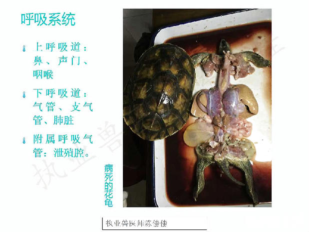 带你认识龟的呼吸系统泌尿系统生殖系统