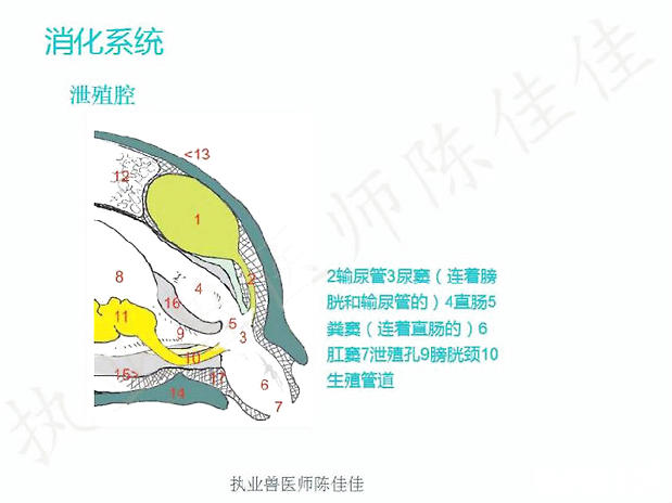 龟的消化系统、循环系统、淋巴系统介绍
