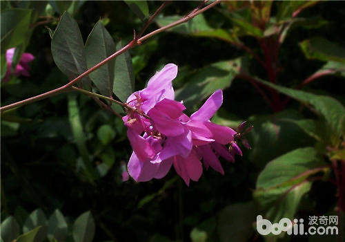 花木藍(lán)的品種簡介