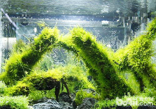 二氧化碳与水草饲养 二氧化碳与水草饲养
