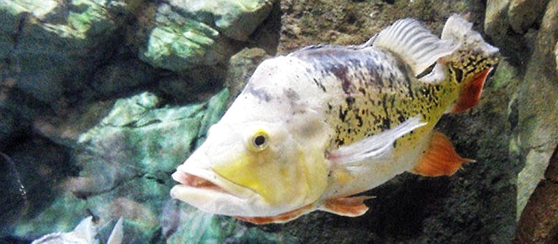 罗汉鱼苗品种的辨认方法|水族品种-波奇网百科