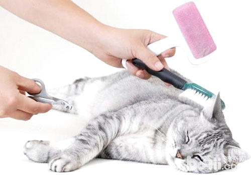 猫咪美容需要准备什么工具?
