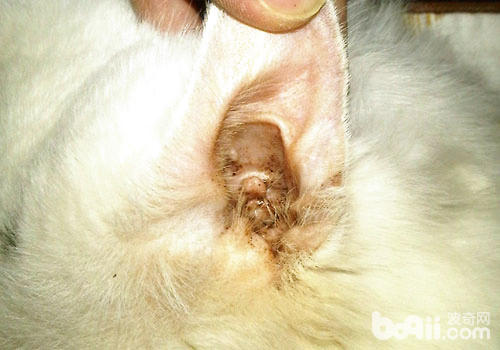 滴耳液治疗猫咪耳螨的步骤