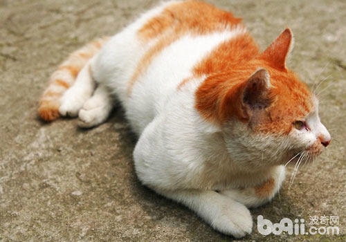 维生素D与猫咪健康