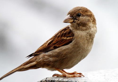 噪声对麻雀雏鸟有何影响
