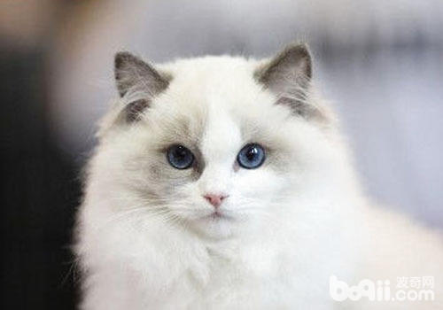 布偶猫真的完美?|猫咪品种-波奇网百科大全