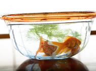 金魚魚缸怎么選？