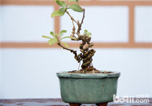 微型盆景的制作要点
