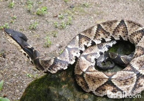 五步蛇有哪些生活习性|爬虫养护-波奇网百科大