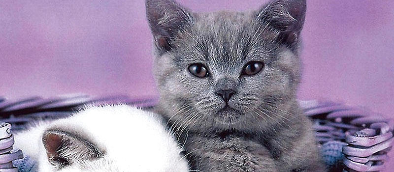 皇家猫粮能给幼猫吃吗?|幼猫饲养-波奇网百科