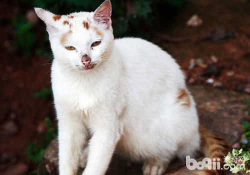 猫咪身上有皮屑是什么原因?怎么办?|猫咪皮肤