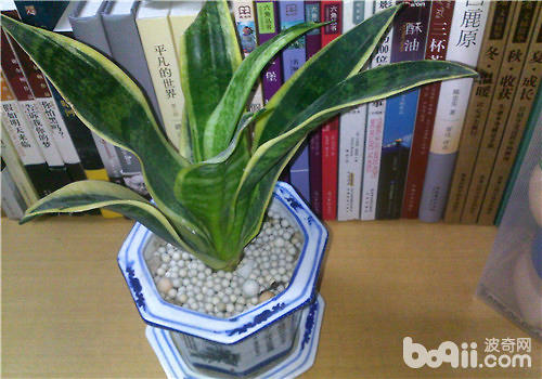 栽培虎皮兰的水质应该如何管理