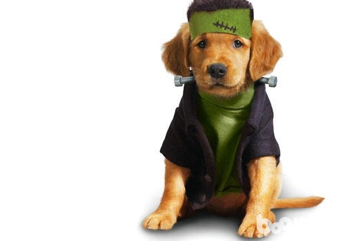 喂狗粮要注意哪些问题