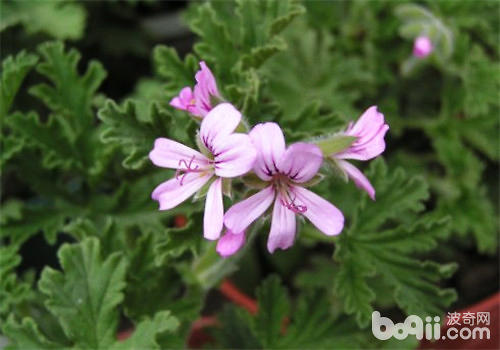 驱蚊草是否有毒