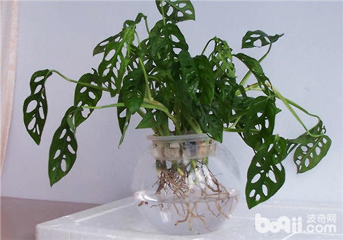 为水培花卉施肥应注意施肥浓度