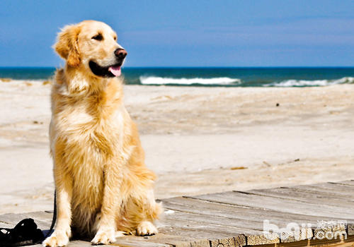 温湿度对狗狗有什么影响