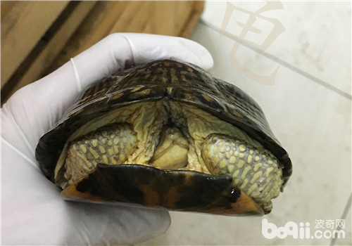 一例躯体肿胀、呼吸困难、异常漂浮的龟病例
