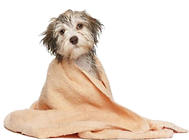 狗狗洗澡沐浴露的正确使用方法