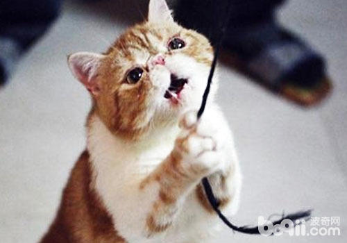危险的猫玩具:毛线绳