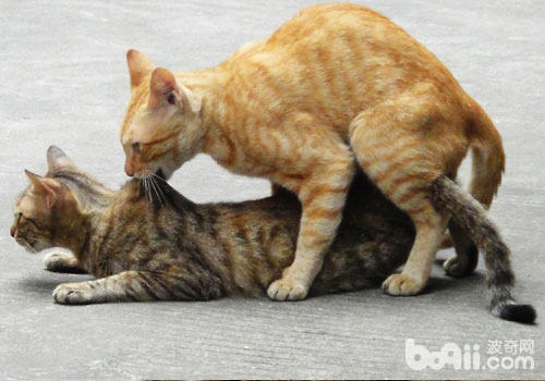 揭秘猫咪的交配行为; 喵星球