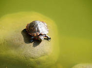 養龜的必備消毒藥有哪些？