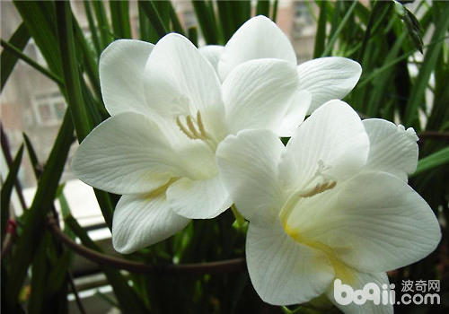 小苍兰开花应该满足哪些条件