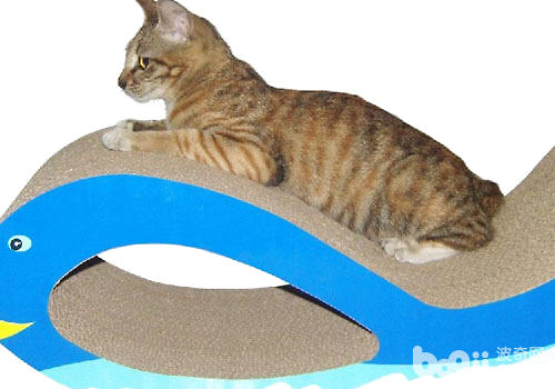 如何让猫使用猫抓板