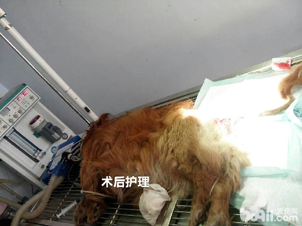 犬的肛周疾病|狗狗常见病-波奇网百科大全