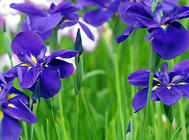 促使紫羅蘭開花的兩種方法