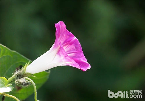 六种花草助你监测空气质量