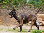 狗界“黑旋风”——加纳利犬的习性及养护知识