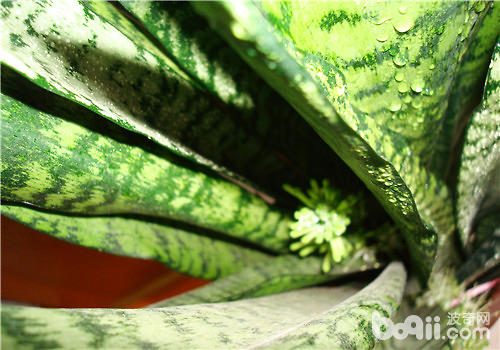 虎皮兰开花的注意事项