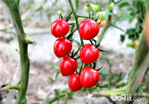 樱桃番茄的栽种方法介绍