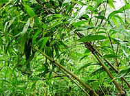 四季竹的習性及品種簡介
