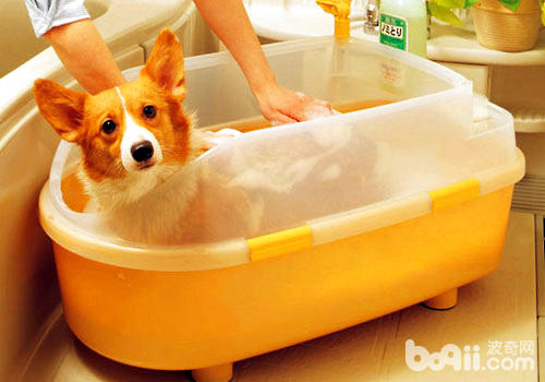 狗狗沐浴液使用不當有什麼影響