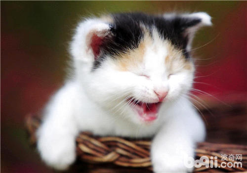 训练猫咪使用猫抓板的小技巧
