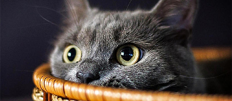 教你三步用纸箱自制猫抓板|成猫饲养-波奇网百