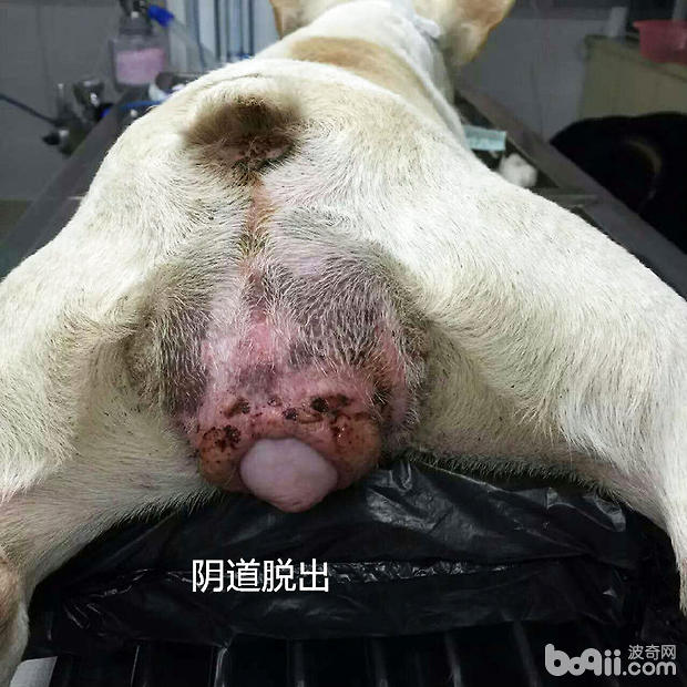 犬常见的外科内科疾病(二|狗狗常见病-波奇网百科大全