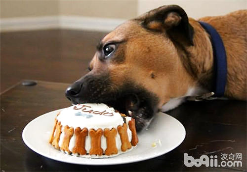 餵狗狗蛋糕時應該注意哪些問題