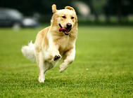 狗狗多大可以進行體內和體外驅蟲